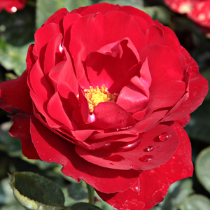 Онлайн магазин за рози - Рози Флорибунда - червен - Pоза Лили марлийн - интензивен аромат - Реймър Кордес - За изложение,идеална за цветни лехи.Здрави в повечето случаи,но с податлива тъкан.